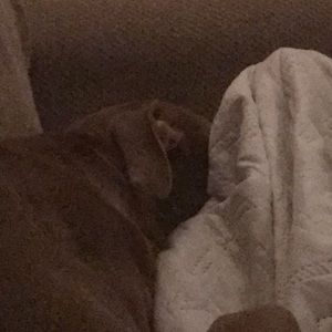 Meet your Posher, Josh